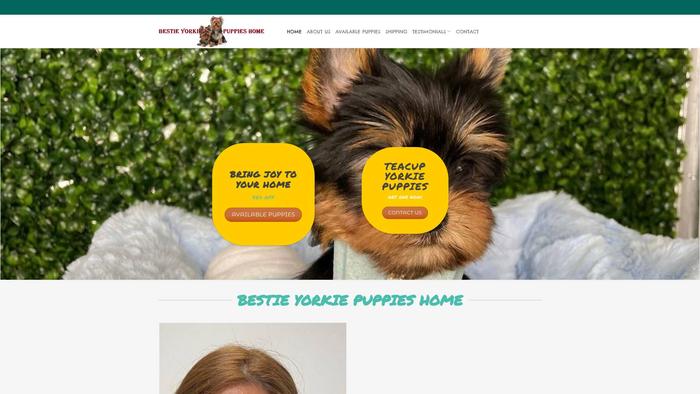 Bestyyorkiepuppieshome.com - Yorkshire Terrier Puppy Scam Review