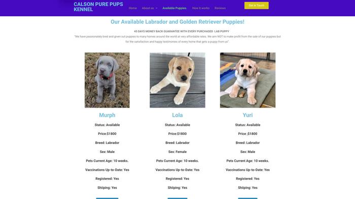 Calsonpurepuppieskennel.com - Labrador Puppy Scam Review