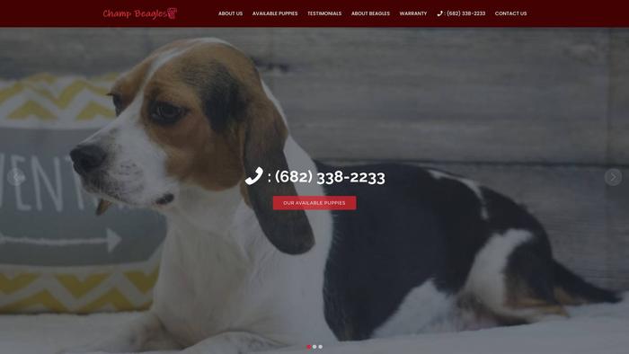 Champbeagles.com - Beagle Puppy Scam Review