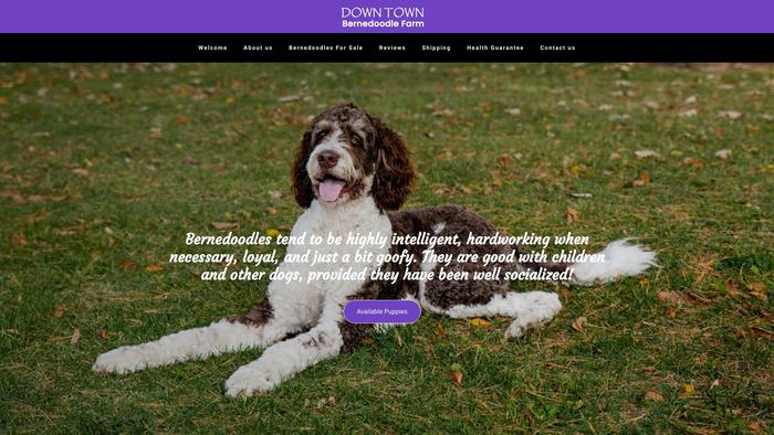 Downtownbernedoodlefarm.com - Bernedoodle Puppy Scam Review