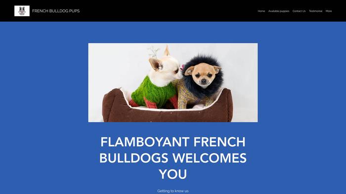 Flamboyantfrenchbulldogpuppies.com - French Bulldog Puppy Scam Review