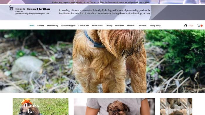 Gentlebrusselgriffonpuppies.com - Labrador Puppy Scam Review