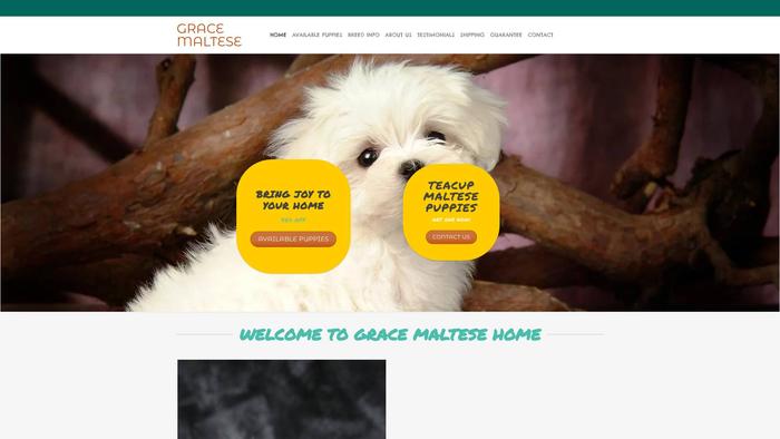 Gracemaltesepuppies.com - Maltese Puppy Scam Review