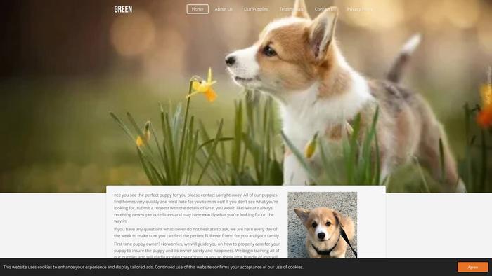 Greenscorgipuppies.com - Corgi Puppy Scam Review