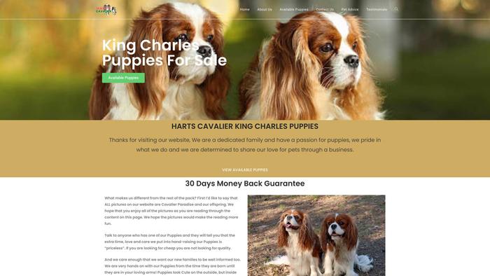 Hartscavalierkingcharlespuppies.store - Cavalier King Charles Spaniel Puppy Scam Review