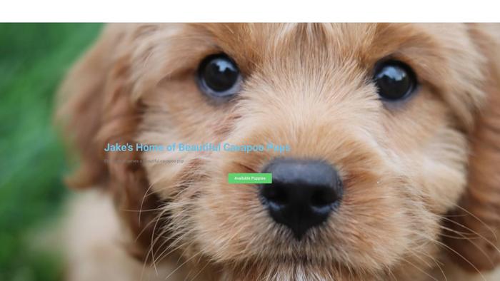 Jakescavapoopups.com - Cavapoo Puppy Scam Review