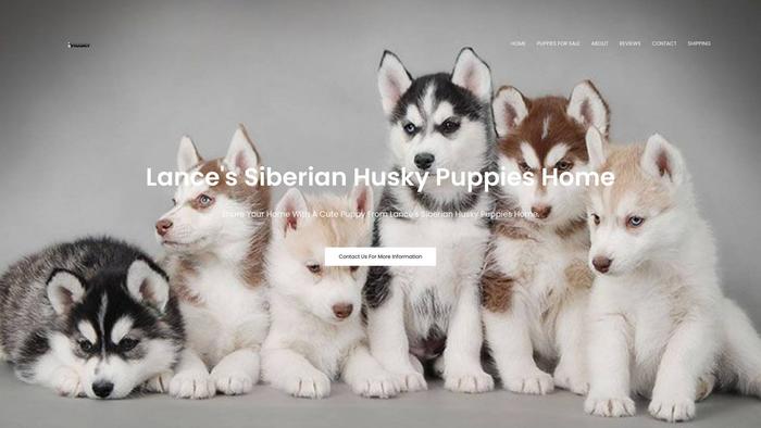 Lancesiberianhuskypuppieshome.com - Husky Puppy Scam Review