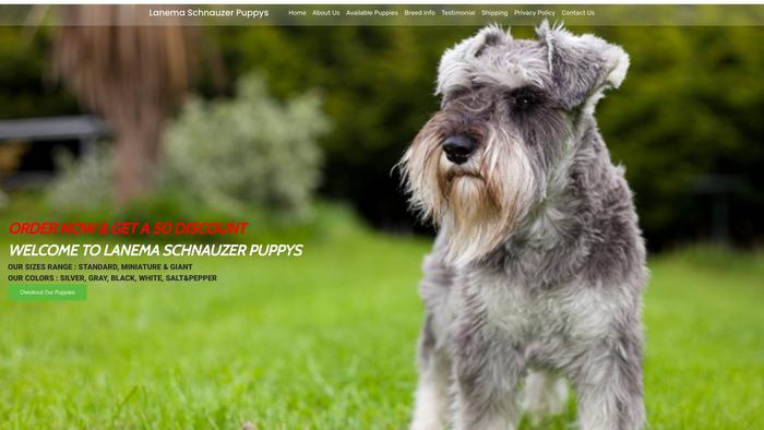 Lanemaschnauzerpuppys.com - Schnauzer Puppy Scam Review