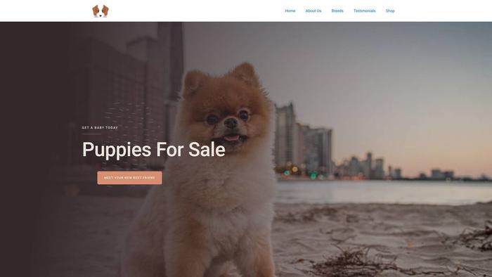 Mixxbreedpuppies.com - Maltipoo Puppy Scam Review