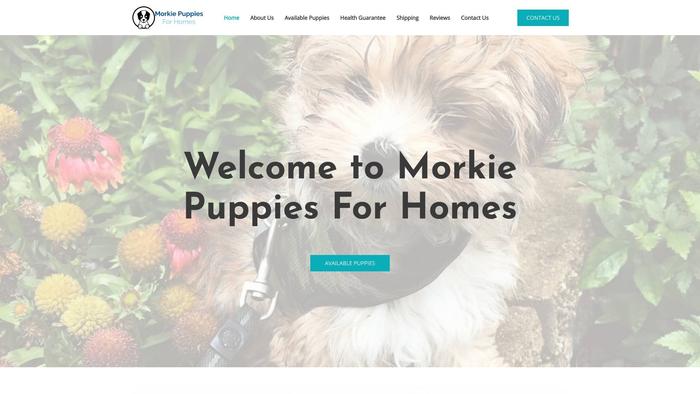 Morkiepuppiesforhomes.com - Yorkshire Terrier Puppy Scam Review