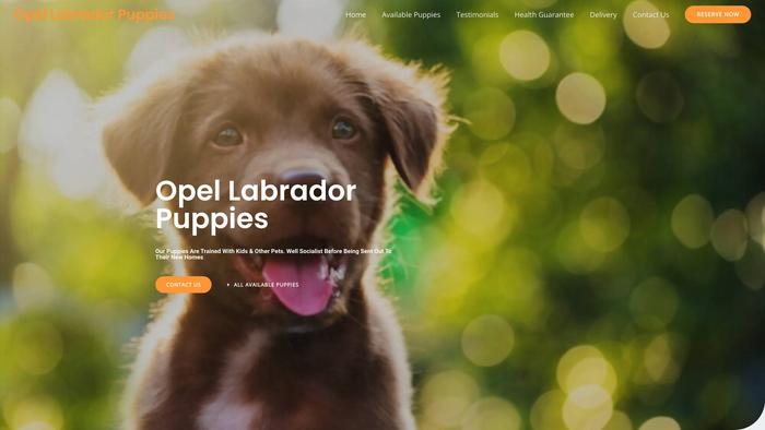 Opellabradorpuppies.com - Labrador Puppy Scam Review