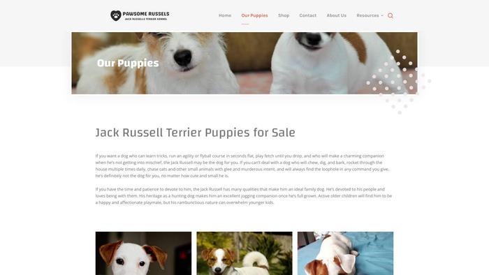 Pawesomerussels.com - Jack Russell Terrier Puppy Scam Review