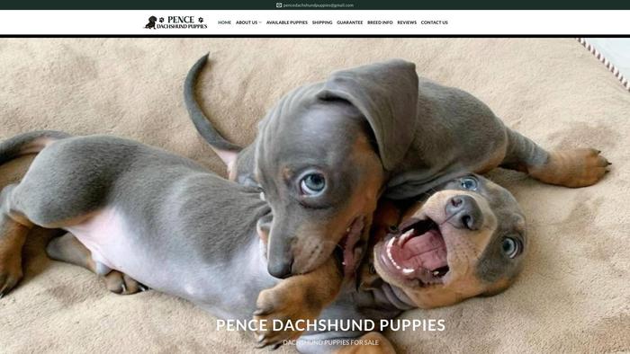 Pencedachshundpuppies.com - Dachshund Puppy Scam Review