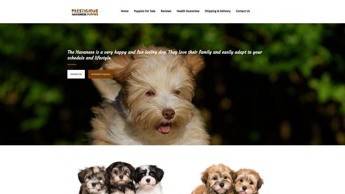 Prestigioushavanesepuppies.com - Havanese Puppy Scam Review