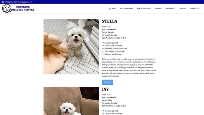 Purebredmaltesepuppies.com - Maltese Puppy Scam Review