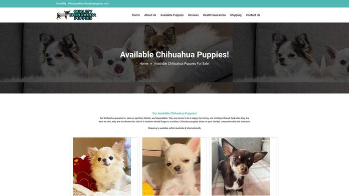 Qualitychihuahuapuppies.com - Chihuahua Puppy Scam Review