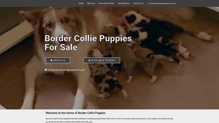 Riobordercolliepuphome.com - Bordercollie Puppy Scam Review