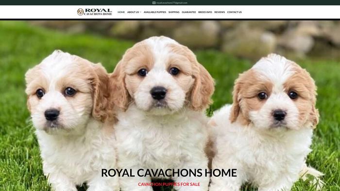 Royalcavachonshome.com - Cavachon Puppy Scam Review