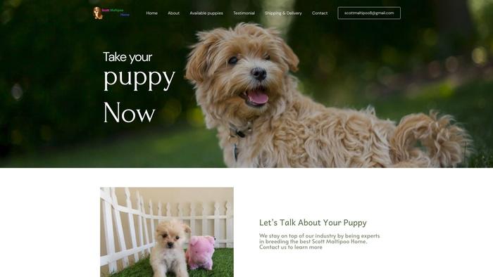 Scottmaltipooshome.info - Maltipoo Puppy Scam Review