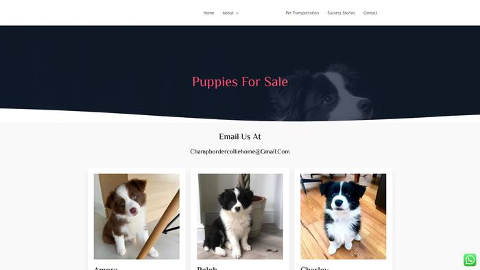 Silvaspringbordercollies.com - Bordercollie Puppy Scam Review