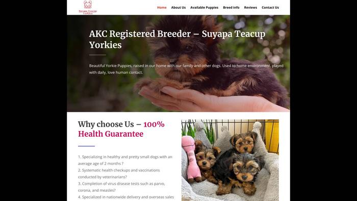 Suyapayorkies.com - Yorkshire Terrier Puppy Scam Review