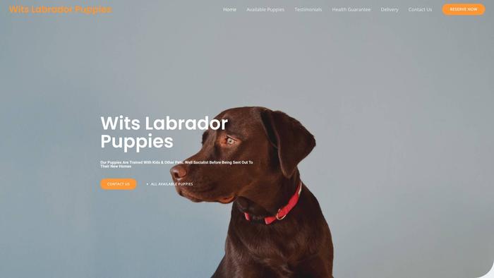 Witslabradorpuppies.com - Labrador Puppy Scam Review