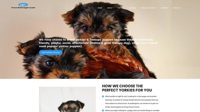 Yorkiesgram.com - Yorkshire Terrier Puppy Scam Review