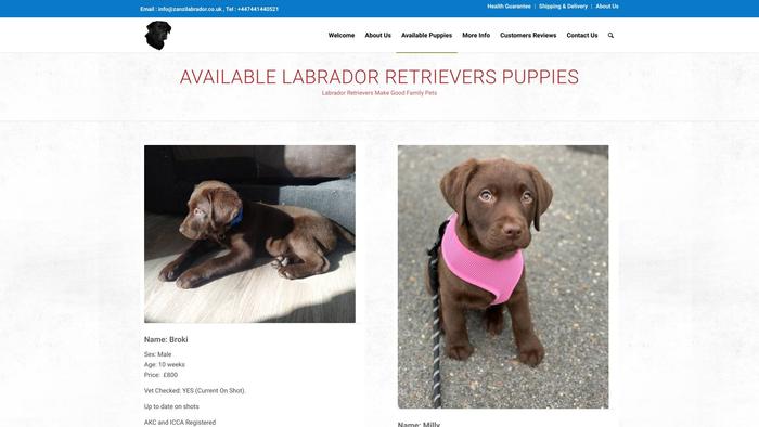 Zanzilabrador.co.uk - Labrador Puppy Scam Review