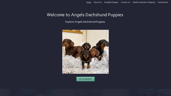 Angelsdachshunds.com - Dachshund Puppy Scam Review