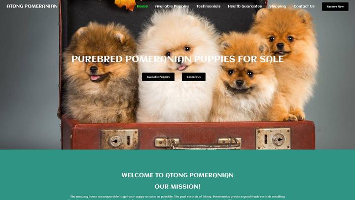 Atongpomeranian.com - Pomeranian Puppy Scam Review