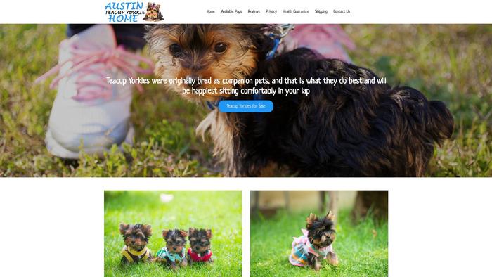 Austinteacupyorkiepuppieshome.com - Yorkshire Terrier Puppy Scam Review