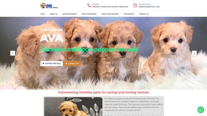 Avamaltipoopuppies.com - Maltipoo Puppy Scam Review