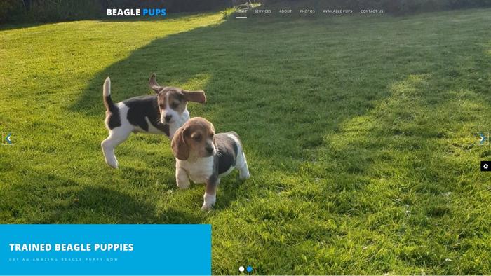 Beaglesinusa.com - Beagle Puppy Scam Review