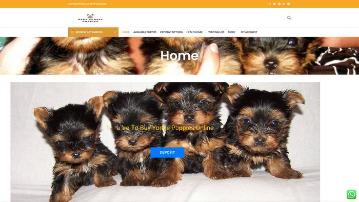 Bestyorkiepuppies.com - Yorkshire Terrier Puppy Scam Review