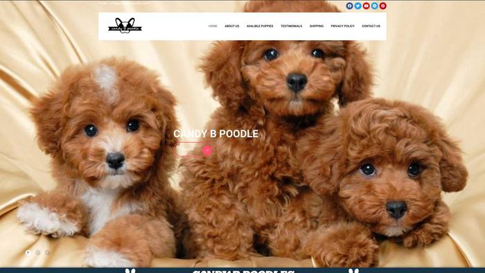 Candybpoodle.com - Poodle Puppy Scam Review