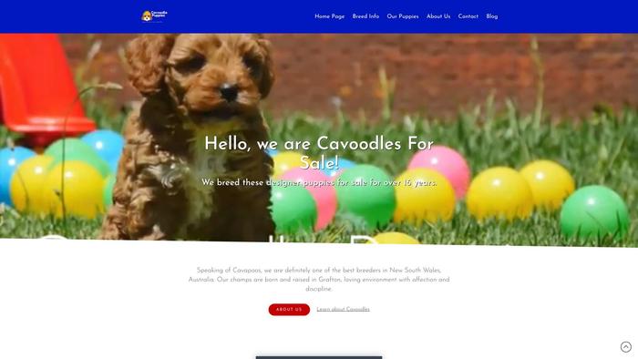 Cavoodlepuppies.dog - Cavapoo Puppy Scam Review