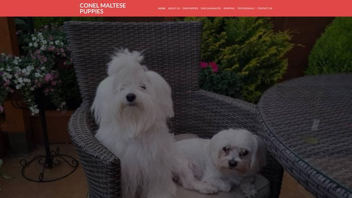 Conelmaltesepuppies.com - Maltese Puppy Scam Review