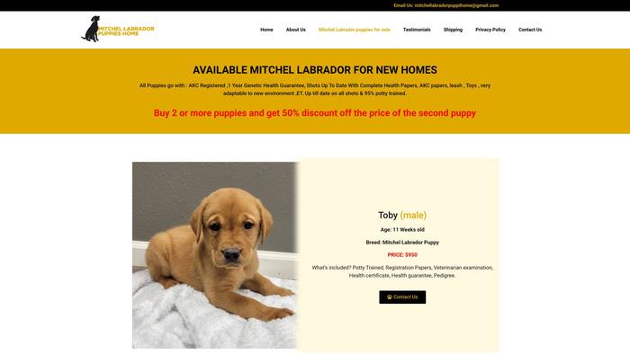 Cutelabradorpupps.com - Labrador Puppy Scam Review