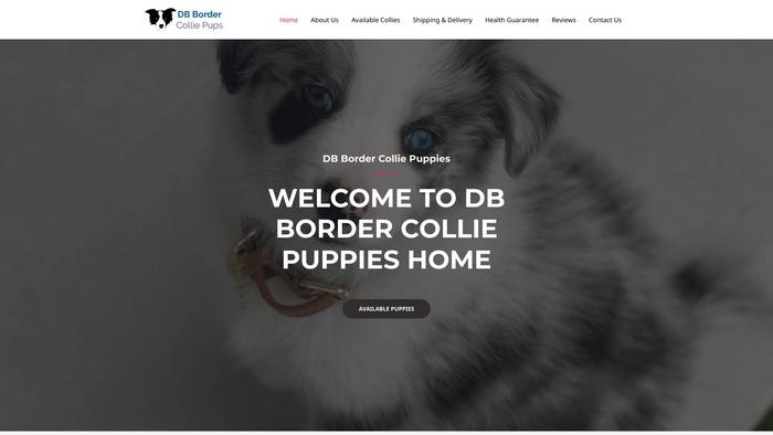 Dbcolliepuppies.com - Bordercollie Puppy Scam Review