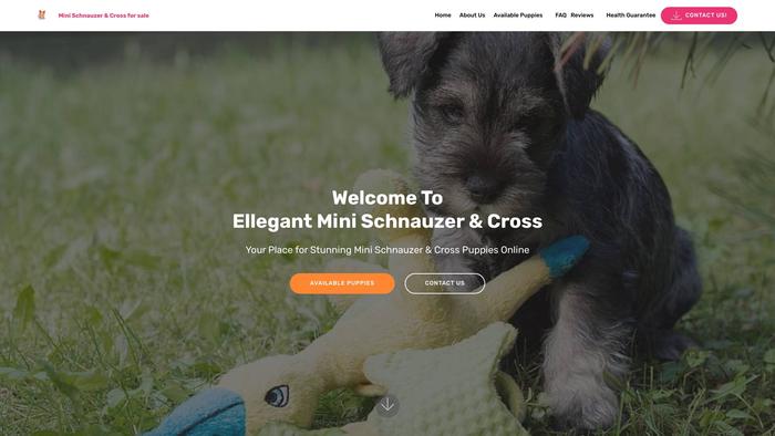 Ellegantminschnauzerandcross.com - Schnauzer Puppy Scam Review