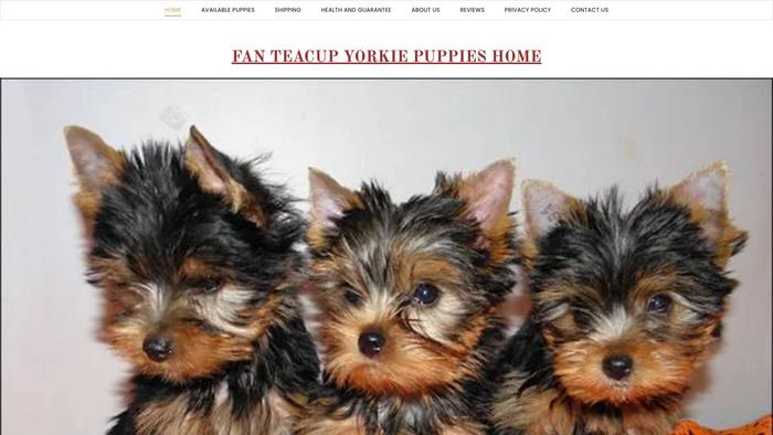 Fanteacupyorkiepuppies.com - Yorkshire Terrier Puppy Scam Review