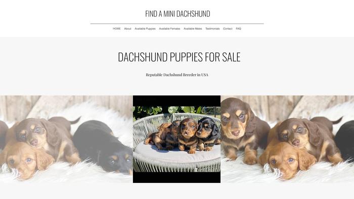 Findaminidachshund.com - Dachshund Puppy Scam Review