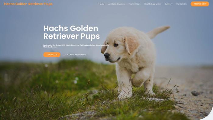 Hachsgoldenretrieverpups.com - Golden Retriever Puppy Scam Review