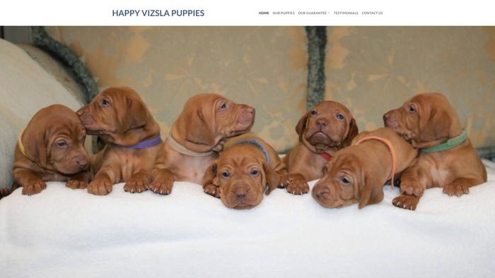 Happyvizslapuppies.com - Labrador Puppy Scam Review