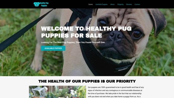 Healthypugpuppiesforsale.com - Pug Puppy Scam Review