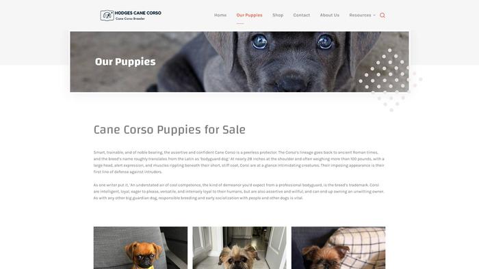 Hodgescanecorsos.com - Cane Corso Puppy Scam Review