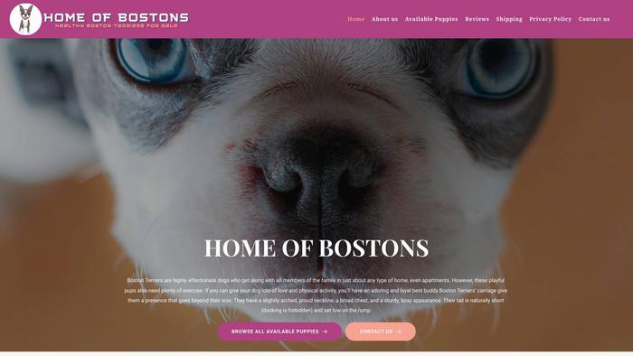 Homeofbostons.com - Boston Terrier Puppy Scam Review