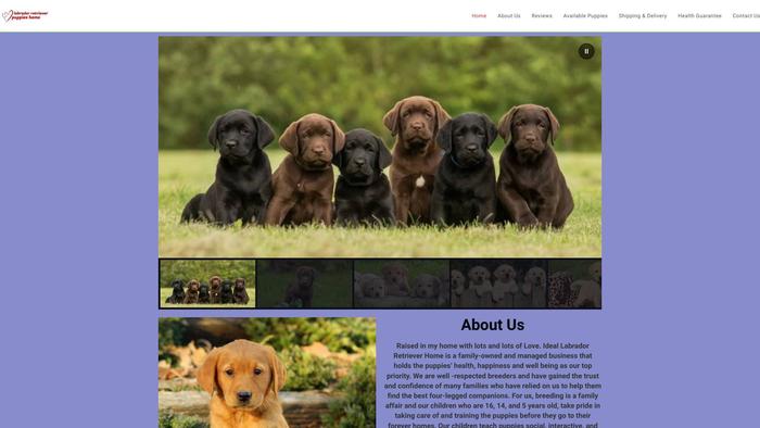 Labradorretrieverpuppieshome.com - Golden Retriever Puppy Scam Review