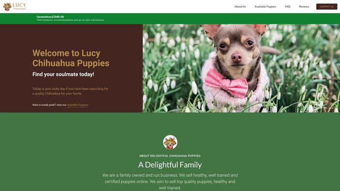 Lucychihuahuapuppies.com - Chihuahua Puppy Scam Review