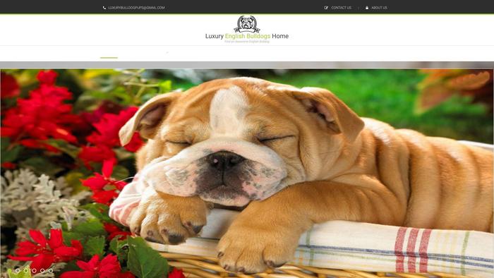 Luxurybulldoghome.com - English Bulldog Puppy Scam Review